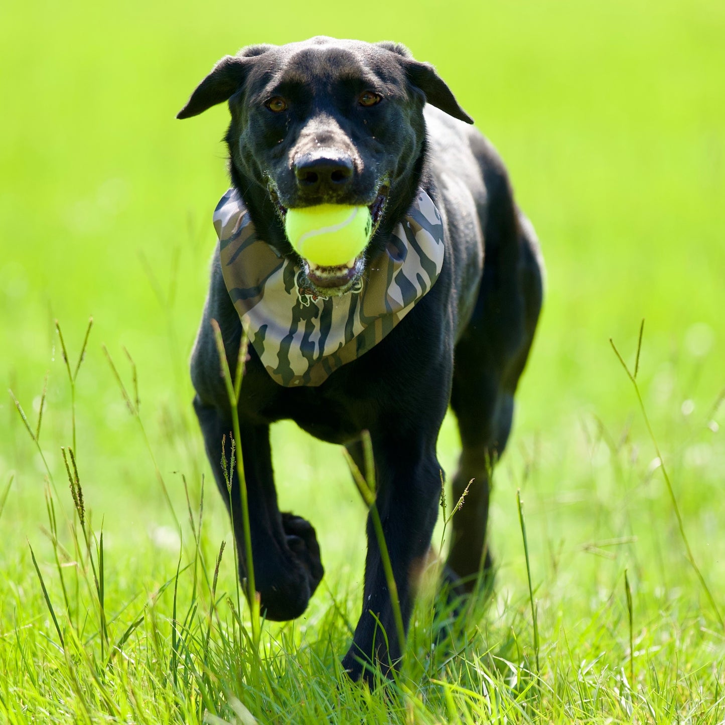 Bandana Dog Collars