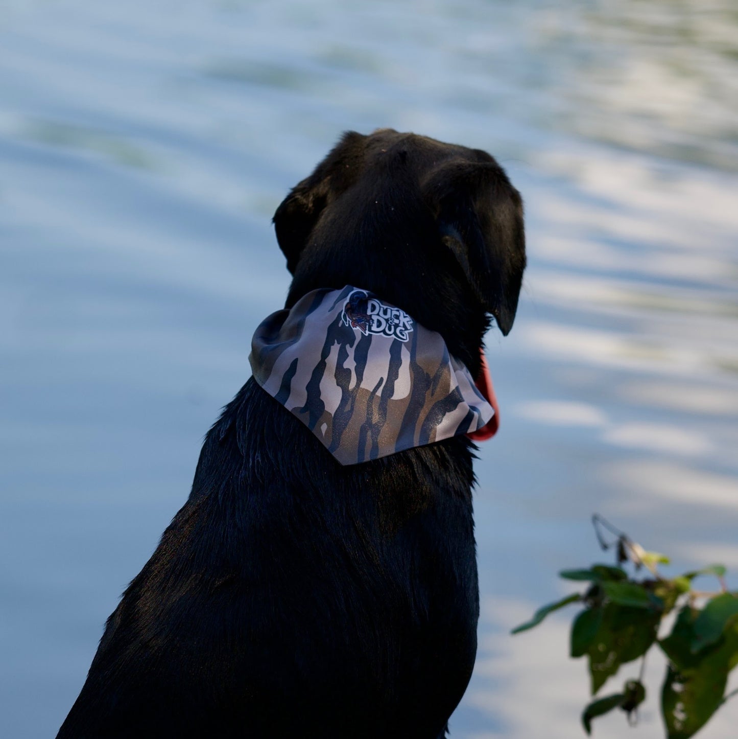 Bandana Dog Collars