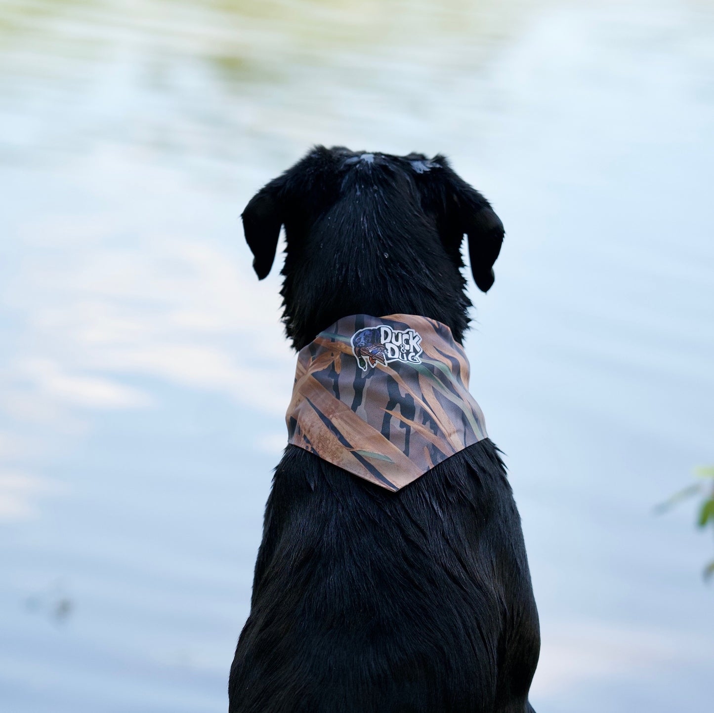 Bandana Dog Collars