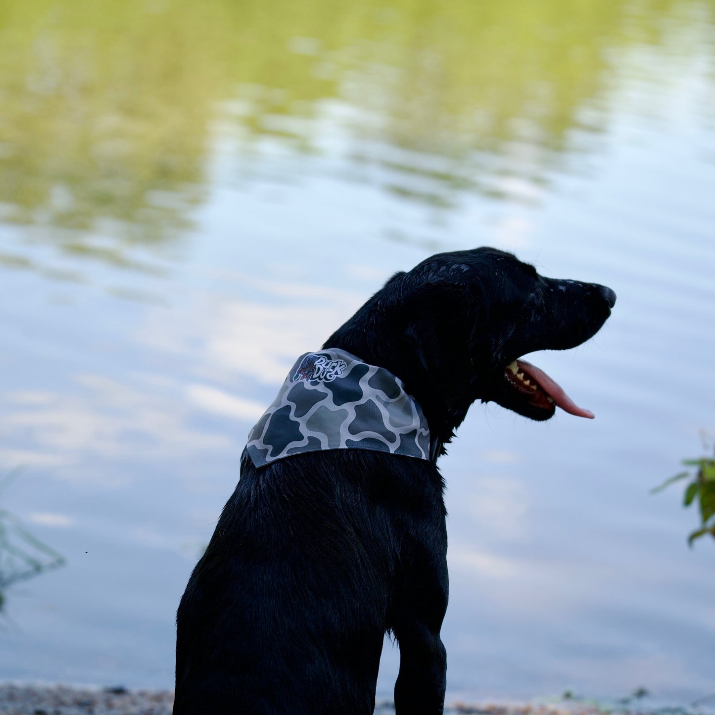 Bandana Dog Collars