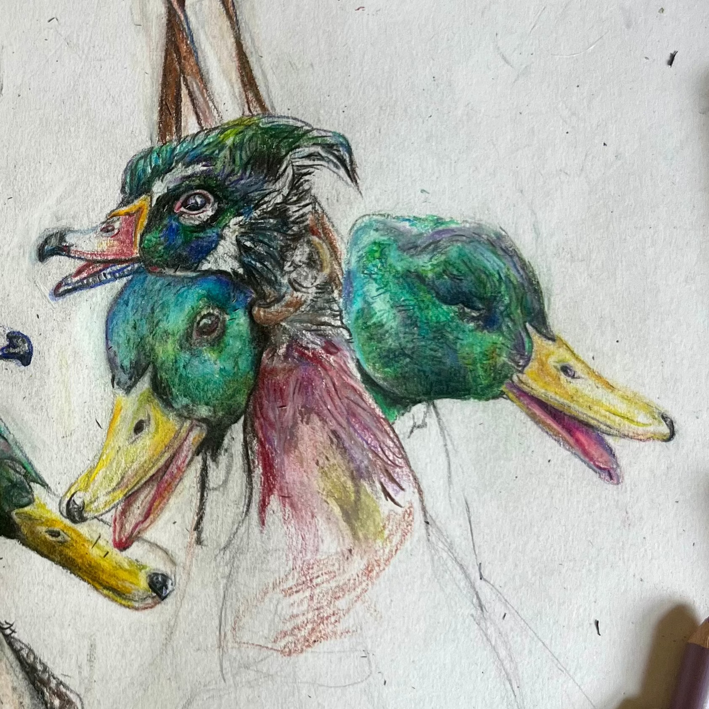 Mallards & Woodies Poster